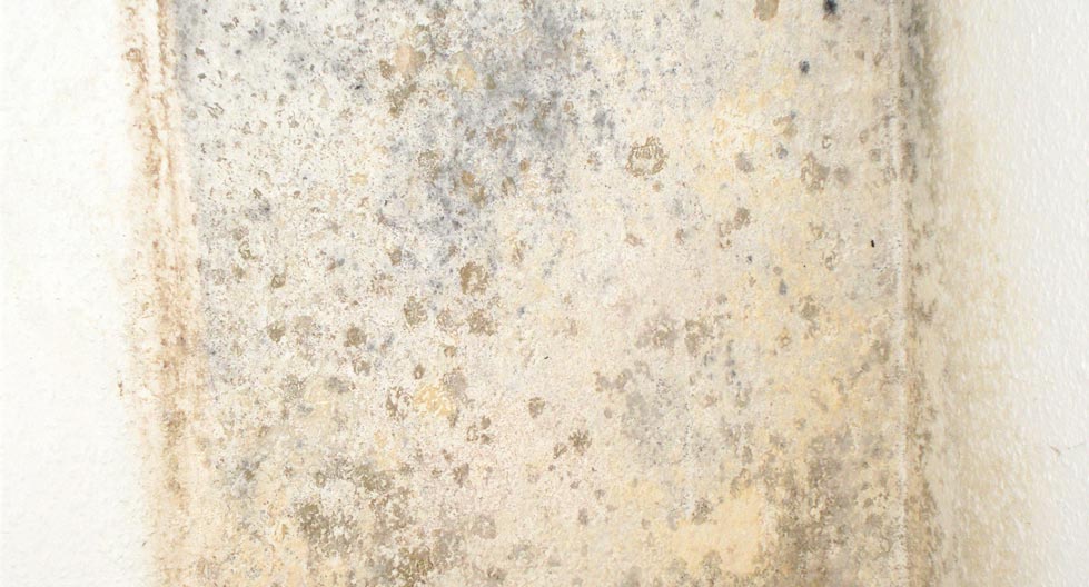 Salzausblühungen schimmel flecken